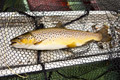 loch eye boat fishing roger dowsett and stan headley, brown trout