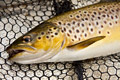 loch eye boat fishing , brown trout