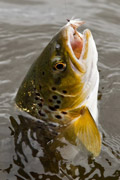 loch eye boat fishing, brown trout with loch ordie fly