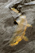 loch eye boat fishing, brown trout sub surface