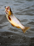 loch eye boat fishing, jumping trout