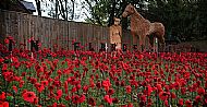 Nunthorpe Remembers