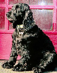 Cocker Spaniel Photograph