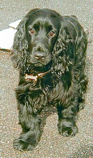 Cocker Spaniel Photograph