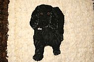 Felted Portrait of Cocker Spaniel