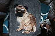 Felt Pug Portrait