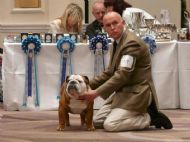 SIRE :CH SAINTGEORGES FLASH HARRY OF BANDAPART JW