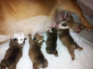 PUPPIES BORN 22/02/2013