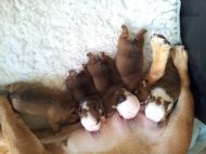 PUPPIES 7 DAYS OLD