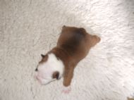 RED & WHITE DOG 2