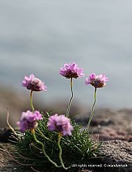 Thrift lines the shores of Melviag