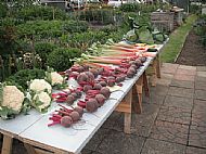 Veg Competition