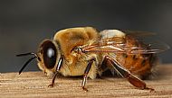 A Drone Bee