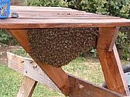A swarm resting under a garden bench