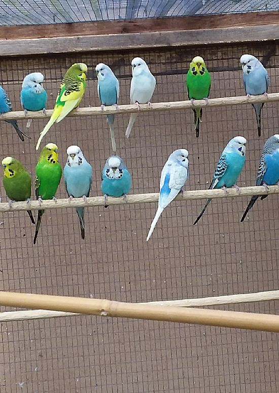 Exeter Bird Keepers Club Birds & Equiptment