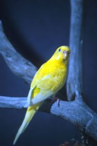 naturel perches