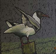 black headed gull