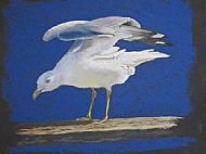Gull