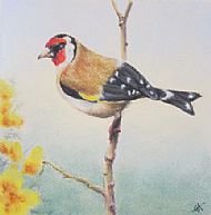 Goldfinch