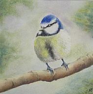 Bluetit