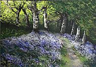 Bluebell Wood