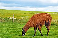 Alpaca