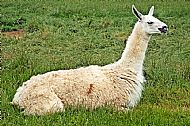 Alpaca
