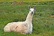 Alpaca