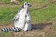 Ring-tailed Lemur