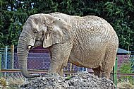 Elephant