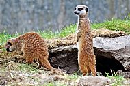 Meerkats