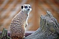 Meerkat