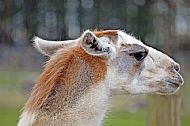 Llama