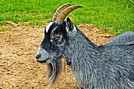 Goat
