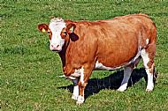 Cow
