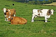 Cows