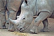 Rhinoceros
