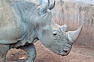 Rhinoceros