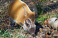 Wild Pig