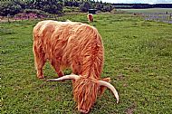 Hieland Coo