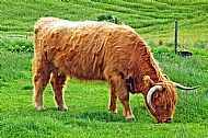 Hieland Coo