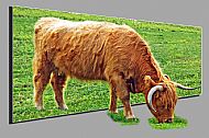 Hieland Coo