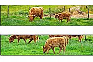 Hieland Coo & Calf