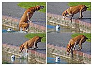 Dog 'n Ball