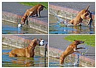 Dog 'n Ball