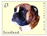 Duffy the Boxer