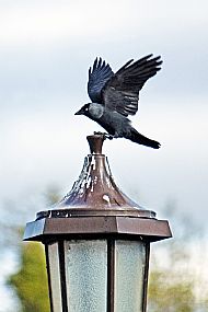 Jackdaw