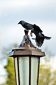 Jackdaw