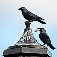 Jackdaw