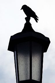 Jackdaw